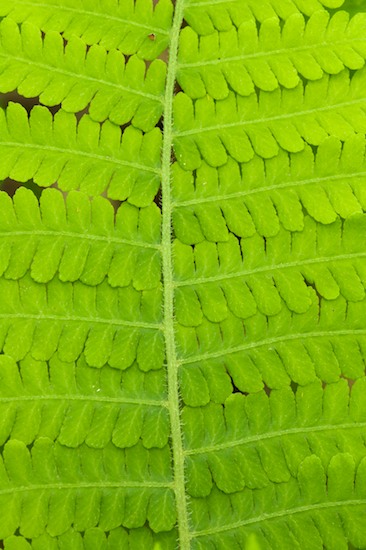 Abstract;Abstractions;Botanical;Botanicals;botany;flora;Green;greenery;herb;herbage;Patterns;plant;plants;Shapes;shrub;Textures;Vegetation