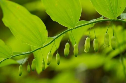 Close-up;Flowers;Blossoms;Floweret;Foliage;buds;Flower;Petal;Leaves;Bloom;bud;Plants;Botanicals;Stamen;Flora;Floret;Pistil;Blossom;Green;Petals;Leaf;Botanical;Plant