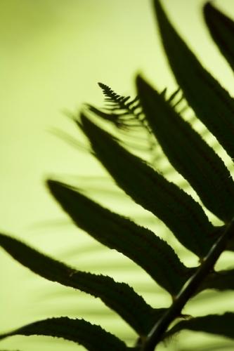 Abstract;Ferns;Forest;Habitat;Stock categories;plants