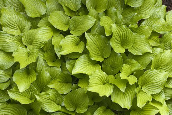botanical;plant;plants;botanicals;botany;vegetation;greenery;flora;herbage;herb;shrub;Leaf;Leaves;Leafy;Foliage;Vein;Textures;Shapes;Patterns;Abstractions;Abstract