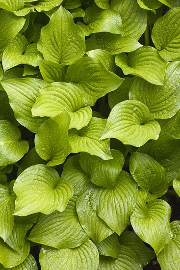 botanical;plant;plants;botanicals;botany;vegetation;greenery;flora;herbage;herb;shrub;Leaf;Leaves;Leafy;Foliage;Vein;Textures;Shapes;Patterns;Abstractions;Abstract