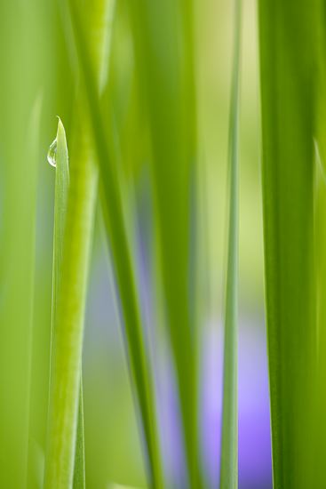 damp;wet;moisture;dewy;droplet;drop;water;Dew;botanical;plant;plants;botanicals;botany;vegetation;greenery;flora;herbage;herb;shrub;Textures;Shapes;Patterns;Abstractions;Abstract