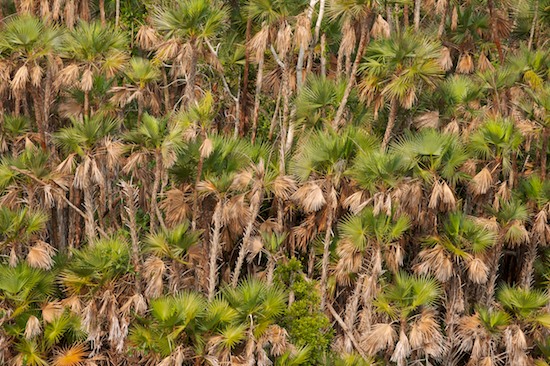 Abstract;Abstractions;Bark;Branch;Branches;Everglades National Park;Florida;Herbaceous;Homestead;Palmetto;Patterns;Plant;Shapes;Textures;Tree;Tree Trunk;Trees;Trunk