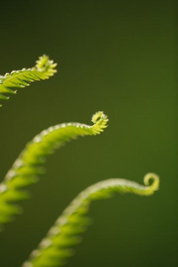 Abstract;Abstractions;Botanical;Botanicals;botany;Everglades National Park;Fern;Ferns;flora;Florida;Green;greenery;herb;herbage;Homestead;Patterns;plant;plants;Shapes;shrub;Textures;Vegetation