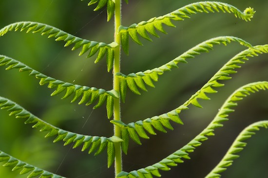 Abstract;Abstractions;Botanical;Botanicals;botany;Everglades National Park;Fern;Ferns;flora;Florida;Green;greenery;herb;herbage;Homestead;Patterns;plant;plants;Shapes;shrub;Textures;Vegetation