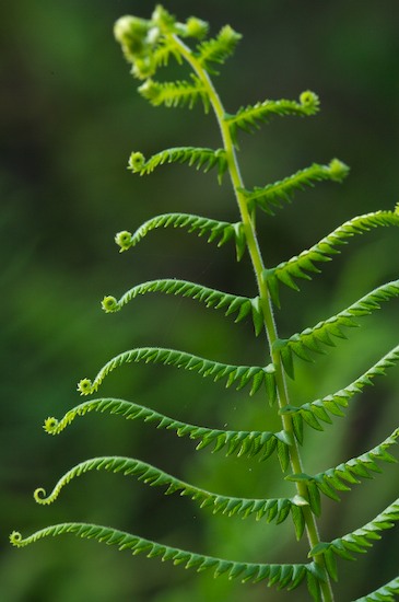 Abstract;Abstractions;botanical;botanicals;botany;Everglades National Park;Fern;Ferns;flora;Florida;Green;greenery;herb;herbage;Homestead;Patterns;plant;plants;Shapes;shrub;Textures;vegetation