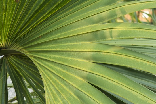 Botanical;Botanicals;botany;Everglades National Park;flora;Florida;Green;greenery;herb;herbage;Homestead;Palm;Palmetto;plant;plants;shrub;United States;Vegetation