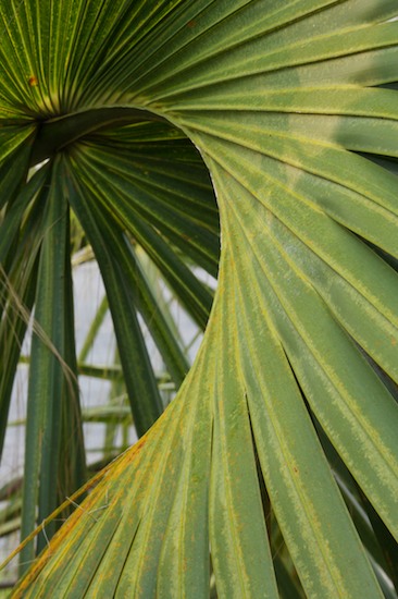 Botanical;Botanicals;botany;Everglades National Park;flora;Florida;Green;greenery;herb;herbage;Homestead;Palm;Palmetto;plant;plants;shrub;United States;Vegetation