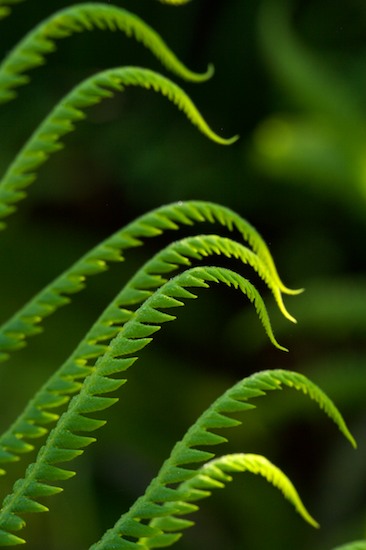 Abstract;Abstractions;Botanical;Botanicals;botany;Everglades National Park;Fern;Ferns;flora;Florida;Green;greenery;herb;herbage;Homestead;Patterns;plant;plants;Shapes;shrub;Textures;Vegetation