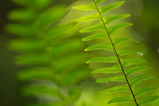 Abstract;Abstractions;Botanical;Botanicals;botany;Everglades National Park;Fern;Ferns;flora;Florida;Green;greenery;herb;herbage;Homestead;Patterns;plant;plants;Shapes;shrub;Textures;Vegetation
