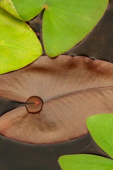 Abstract;Abstraction;Blossom;Blossoms;Botanical;Brown;Calm;Close-up;Floweret;Flowering;Flowers;Flowers & Plants;Healing;Health care;Healthcare;Leaf;Line;Macro;Minimalism;Mirror;Nature;Pastoral;Shape;Water;bloom;botanicals;flora;floral;flower;green;lake;leaves;oneness;pattern;peaceful;plant;pond;pool;reflection;reflections;restful;serene;soothing;texture;tranquil;zen
