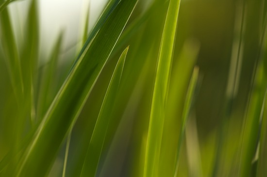 Abstract;Abstractions;botanical;botanicals;botany;flora;Grass;Green;greenery;herb;herbage;Patterns;plant;plants;Shapes;shrub;Soft Focus;Textures;vegetation