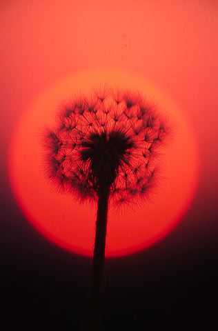 Abstract;Abstractions;Patterns;Shapes;Textures;Plants;Sunlight;Sun;Beams;Sunbeam;Rays;Light;Luminance;Illuminate