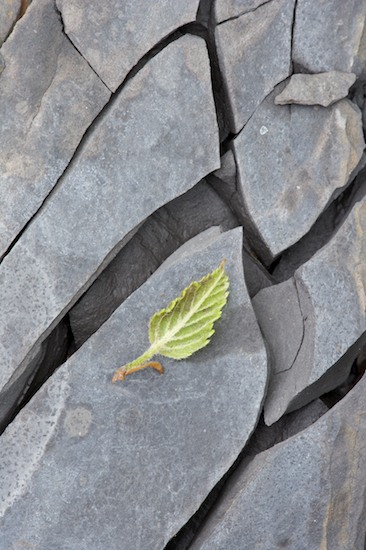Abstract;Abstractions;Boulder;Foliage;Geological;Geology;Leaf;Leafy;Leaves;Patterns;Rock;Rock formations;Rocks;Shapes;Stone;Striation;Textures;Vein