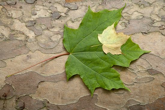 Plant;Trunk;Bark;Leafy;Branches;Branch;Woodland;Herbaceous;Shrub;Bush;Trees;Tree Trunk;Leaf;Leaves;Foliage;Vein;Textures;Shapes;Patterns;Abstractions;Abstract