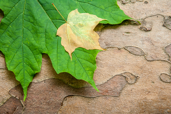 Abstract;Abstractions;Bark;Branch;Branches;Bush;Foliage;Herbaceous;Leaf;Leafy;Leaves;New York;Patterns;Plant;Shapes;Shrub;Textures;Tree Trunk;Trees;Trunk;Vein;Woodland