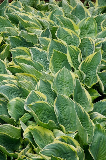 Abstract;Abstractions;Botanical;Botanicals;botany;drop;flora;Foliage;greenery;herb;herbage;Leaf;Leafy;Leaves;New York;Patterns;plant;Rain;Shapes;shrub;Textures;Vegetation;Vein