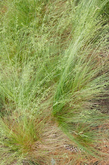 Abstract;Abstractions;Botanical;Botanicals;botany;flora;grass;Green;greenery;herb;herbage;New York;Patterns;plant;plants;seed;seeds;Shapes;shrub;Textures;Vegetation