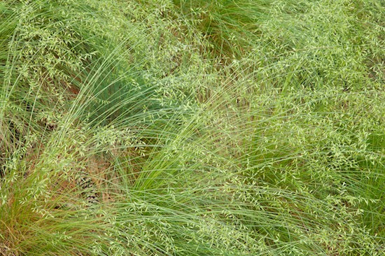 Abstract;Abstractions;Botanical;Botanicals;botany;flora;grass;Green;greenery;herb;herbage;New York;Patterns;plant;plants;seed;seeds;Shapes;shrub;Textures;Vegetation
