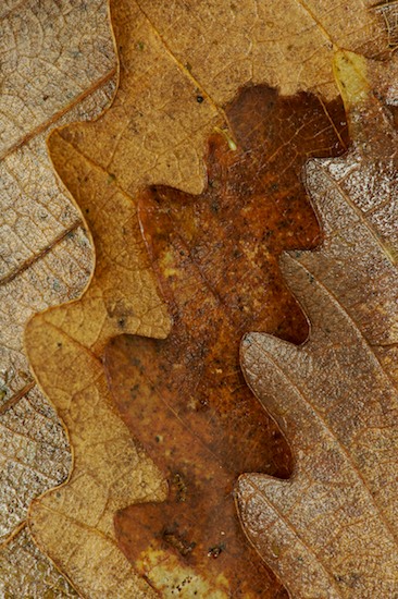 Abstract;Abstractions;Beige;Brown;Buttermilk Falls State Park;Foliage;Ithaca;Leaf;Leafy;Leaves;New York;Patterns;Shapes;Tan;Textures;Vein