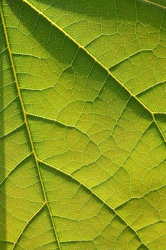 Abstract;Abstractions;Foliage;Green;Leaf;Leafy;Leaves;Patterns;Shapes;Textures;Vein