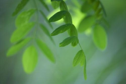 Vegetation;Botanical;Abstract;botany;greenery;plant;herbage;plants;flora;shrub;herb;Green;Abstractions;Patterns;Shapes;Botanicals;Textures;Cumberland Mountains