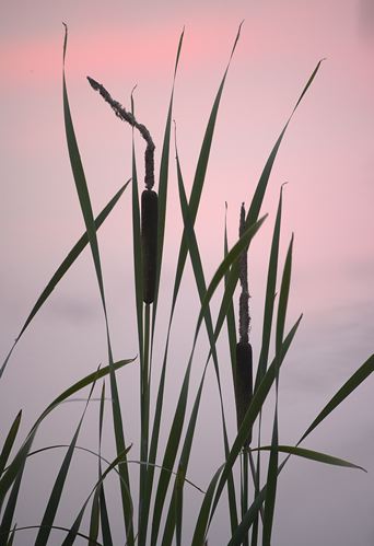 Tennessee;Brownsville;Hatchie National Wildlife Refuge;Textures;Shapes;Patterns;Abstractions;Abstract;Contour;Shadow;Shape;Form;Profile;Outline;Silhouette;Evening;Dusk;Nightfall;Sundown;Sunset;Lake;Water;Pond;Pool;Reservoir;Lagoon