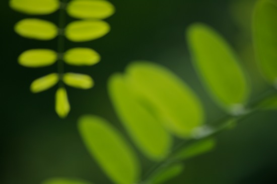 botanical;botanicals;botany;Cumberland Mountains;flora;Foliage;Green;greenery;herb;herbage;Leaf;Leafy;Leaves;plant;plants;shrub;vegetation;Vein