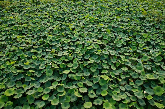 Abstract;Abstractions;botanical;botanicals;botany;flora;greenery;herb;herbage;Msrap;Patterns;plant;plants;Shapes;shrub;Textures;vegetation