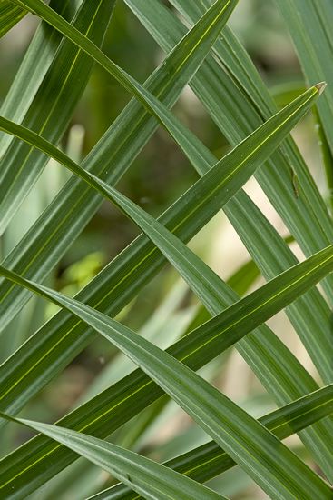 Louisiana;Talleula;Tensas River National Wildlife Refuge;Textures;Shapes;Patterns;Abstractions;Abstract;botanical;plant;plants;botanicals;botany;vegetation;greenery;flora;herbage;herb;shrub