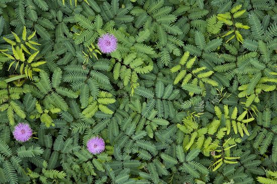 Louisiana;St. Francesville;Cat Island National Wildlife Refuge;Textures;Shapes;Patterns;Abstractions;Abstract;Floret;Floweret;Stamen;Pistel;Petals;Petal;Blossoms;Blossom;Bloom;Flowers;Flower;botanical;plant;plants;botanicals;botany;vegetation;greenery;flora;herbage;herb;shrub;Leaf;Leaves;Leafy;Foliage;Vein
