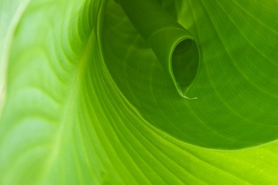 Abstract;Abstractions;botanical;botanicals;botany;flora;Green;greenery;herb;herbage;Patterns;plant;plants;Shapes;shrub;Textures;vegetation