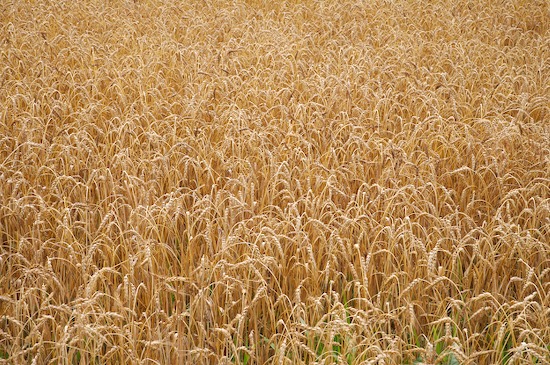 Abstract;Abstractions;botanical;botanicals;botany;Brussels;flora;Grass;greenery;herb;herbage;Illinois;Missouri;Patterns;plant;plants;Seed Head;Shapes;shrub;Swan Lake;Textures;Two Rivers National Wildlife Refuge;vegetation