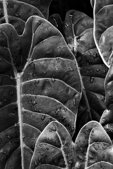 botanical;plant;plants;botanicals;botany;vegetation;greenery;flora;herbage;herb;shrub;Textures;Shapes;Patterns;Abstractions;Abstract;Water;droplets;Black & white