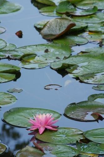 Flower;Pistil;Stamen;Petal;Blossoms;Petals;Water Lily;Floweret;Pink;Floret;Blossom;Green;Bloom;Flowers;Blue