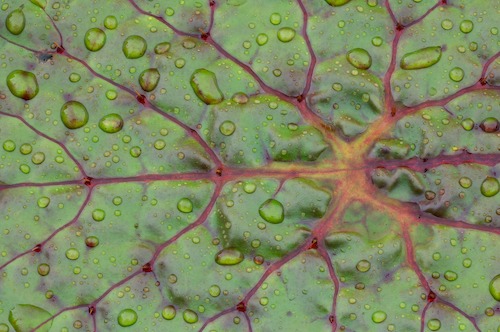 Abstract;Abstractions;botanical;botanicals;botany;Damp;Dew;Dewy;Drop;Droplet;flora;Foliage;Green;greenery;herb;herbage;Leaf;Leafy;Leaves;Moisture;Patterns;plant;plants;Rain;Shapes;shrub;Textures;vegetation;Vein;Water;Wet