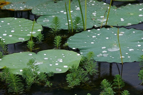 Abstract;Abstractions;botanical;botanicals;botany;Damp;Dew;Dewy;Drop;Droplet;flora;Foliage;Green;greenery;herb;herbage;Leaf;Leafy;Leaves;Moisture;Patterns;plant;plants;Rain;Shapes;shrub;Textures;vegetation;Vein;Water;Wet