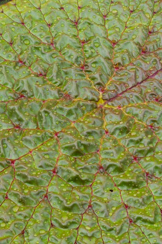 Abstract;Abstractions;Bloom;Blossom;Blossoms;botanical;botanicals;botany;flora;Floret;Flower;Floweret;Flowering;Flowers;Foliage;Green;greenery;herb;herbage;Leaf;Leafy;Leaves;Patterns;Petal;Petals;Pistel;plant;plants;Shapes;shrub;Stamen;Textures;vegetation;Vein