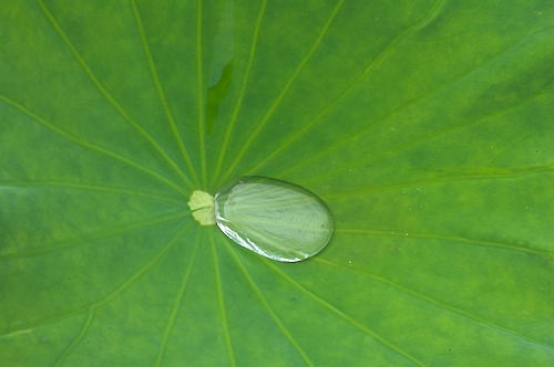 Abstract;Abstractions;botanical;botanicals;botany;Damp;Dew;Dewy;Drop;Droplet;flora;Foliage;Green;greenery;herb;herbage;Leaf;Leafy;Leaves;Moisture;Patterns;plant;plants;Rain;Shapes;shrub;Textures;vegetation;Vein;Water;Wet