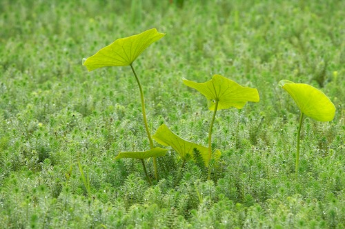 Abstract;Abstractions;botanical;botanicals;botany;Damp;Dew;Dewy;Drop;Droplet;flora;Foliage;Green;greenery;herb;herbage;Leaf;Leafy;Leaves;Moisture;Patterns;plant;plants;Rain;Shapes;shrub;Textures;vegetation;Vein;Water;Wet