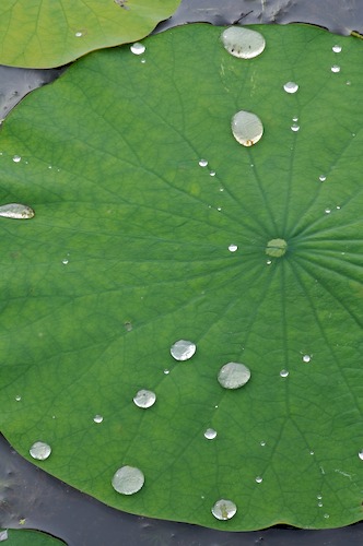 Abstract;Abstractions;botanical;botanicals;botany;Damp;Dew;Dewy;Drop;Droplet;flora;Foliage;Green;greenery;herb;herbage;Leaf;Leafy;Leaves;Moisture;Patterns;plant;plants;Rain;Shapes;shrub;Textures;vegetation;Vein;Water;Wet