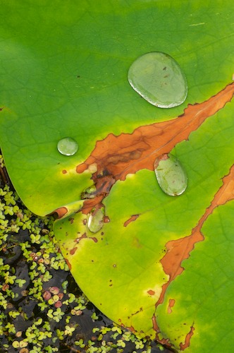 Abstract;Abstractions;botanical;botanicals;botany;Damp;Dew;Dewy;Drop;Droplet;flora;Foliage;Green;greenery;herb;herbage;Leaf;Leafy;Leaves;Moisture;Patterns;plant;plants;Rain;Shapes;shrub;Textures;vegetation;Vein;Water;Wet