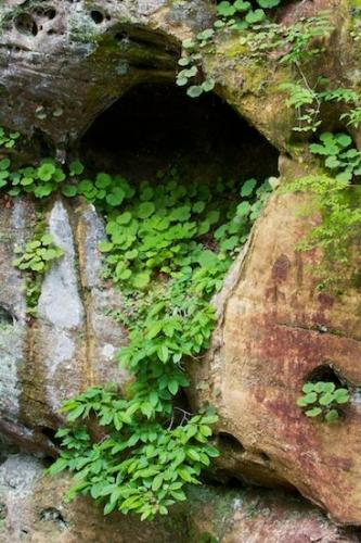 Orange;Pistil;Pebbles;Cliff;Boulder;Leaves;Red;Petal;Botanical;Jamestown;Garden;Flowers;Canyon;Pogue Creek;Rock Formations;Leaflet;Nature;Green;Flowering;Blooming;Blossom;Brown;Rock;Natural;Stamen;Tan;Stones;Tennessee;Vegetation;Bluff;Sheer;Veins;Rocks;Boulders;Gray;Rock Face;Pebble;Flower;Floral;Colorful;Plants;Bloom;Stem;Leaf;Compound;Stone;Steep;Herb;Cumberland Plateau;Outdoor;Foliage