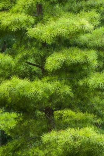 Abstract;Abstraction;Branches;Garden;Green;Healing;Health care;Healthcare;Japanese Garden;Leaves;Line;Nature;Pattern;Peaceful;Shape;Texture;Tree;Trunk;calm;limbs;restful;serene;soothing;tranquil;tree limbs