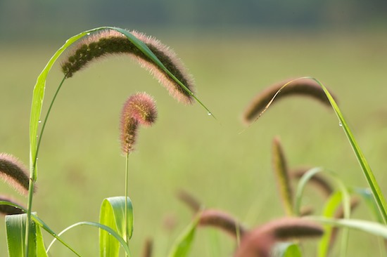 Abstract;Bead;Brown;Details;Dew;Dewey;Drop;Droplet;Grass;Green;Moisture;Morning;Reflections;Seeds;Water