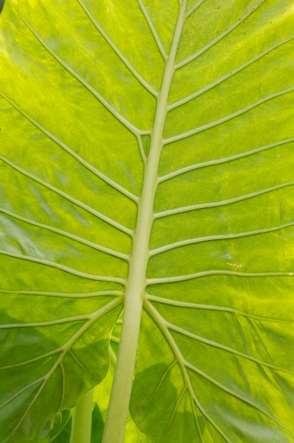 Abstract;Abstractions;botanical;botanicals;botany;flora;Foliage;Green;greenery;herb;herbage;Leaf;Leafy;Leaves;Patterns;plant;plants;Shapes;shrub;Textures;vegetation;Vein