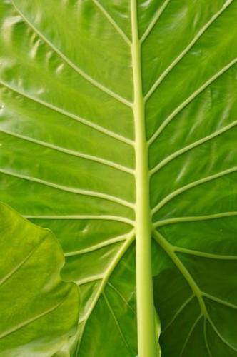 Patterns;Leaf;Abstract;Foliage;Leaves;Abstractions;Green;Leafy;Shapes;Textures;Vein