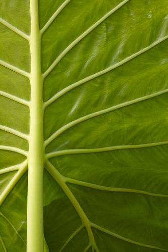 Textures;Shapes;Patterns;Abstractions;Abstract;Leaf;Leaves;Leafy;Foliage;Vein