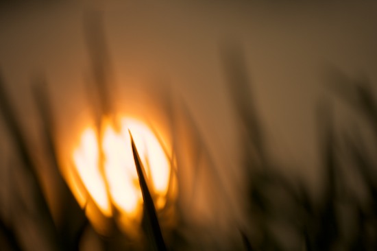 botanical;botanicals;botany;Break of Day;close of day;Contour;Dawn;Daybreak;dusk;evening;eventide;First Light;flora;Form;Grass;greenery;herb;herbage;last Light;Morning;Orange;Outline;plant;plants;Profile;Shadow;Shape;shrub;Silhouette;Sky;sun;Sun-up;Sunlight;sunset;vegetation;Yellow