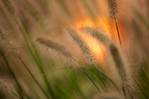 Evening;plant;Light;Dawn;shrub;Grass;Nightfall;botany;Dusk;First Light;herbage;Abstract;Botanicals;plants;Sundown;Shapes;Botanical;Daybreak;Morning;Sunlight;Sunrays;Sunrise;Sunset;Daylight;Sun-up;Abstractions;greenery;Break of Day;herb;Patterns;Seed Head;Vegetation;Sunshine;Textures;flora;Rays;Streaming;Beams